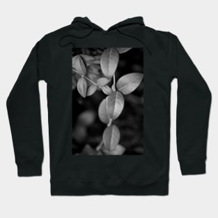 Vines Meeting Hoodie